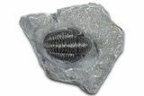 Detailed Gerastos Trilobite Fossil - Morocco #363953-1